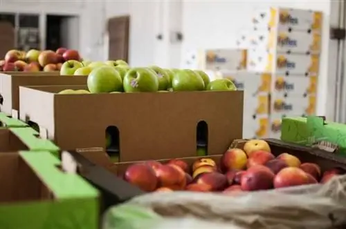 Какую пользу вам может принести доставка фруктов оптовым поставщиком?