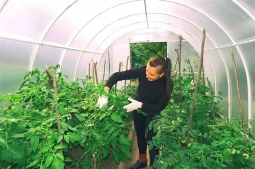 проверка теплицы на наличие вредителей