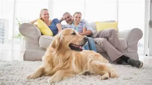 собака перед диваном