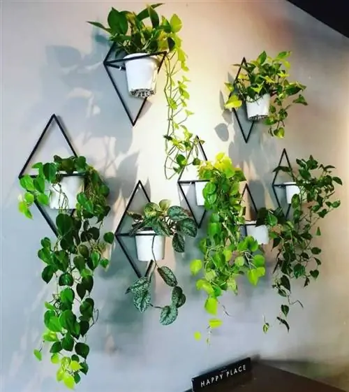 растения декор стены