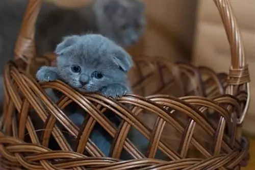 котенок в корзине
