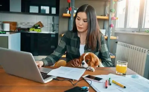 женщина работает с собакой женщина работает с собакой