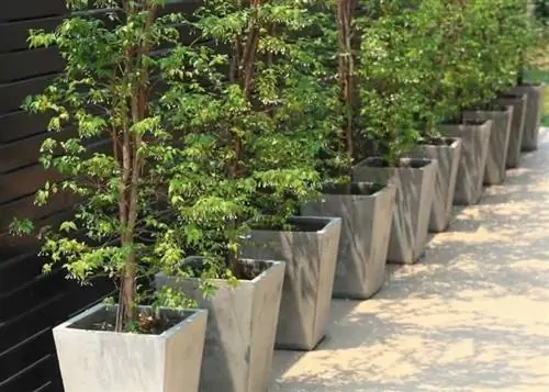 Цементный горшок – как сделать? Сделай сам