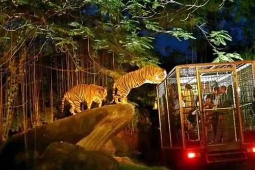 Ночное сафари в Сингапуре