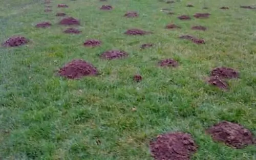 Как избавиться от кротов - холмиков