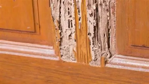 Как уберечь дом от вредителей - термитов