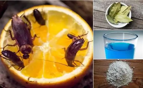 Как избавиться от тараканов натуральным апельсином