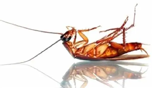 Как избавиться от тараканов естественным путем