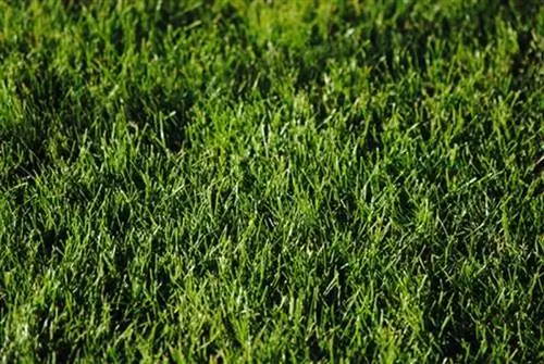 здоровый газон