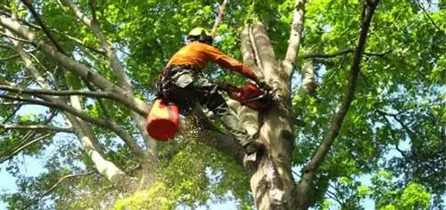 Наем компании по обслуживанию деревьев Наем компании по обслуживанию деревьев