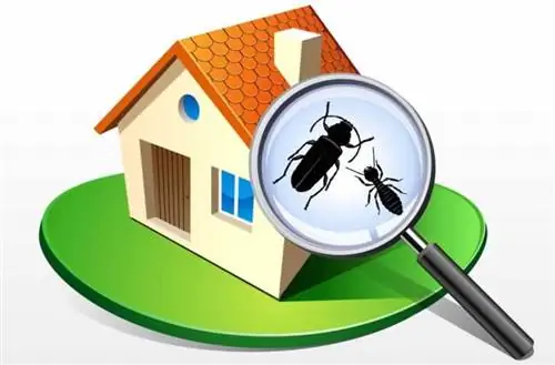7 советов, как купить дом без термитов