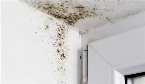 Как уменьшить появление плесени и грибка в доме