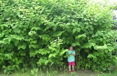 Изображение Изображение