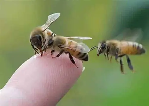 Как вывести пчел и не ужалиться