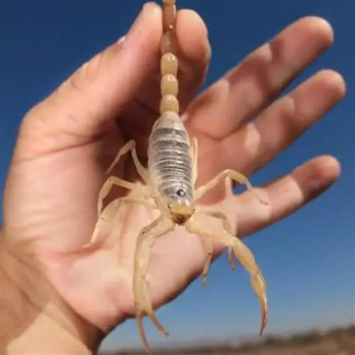 Самые опасные ошибки, с которыми не стоит пытаться справиться самостоятельно - Аризонский скорпион