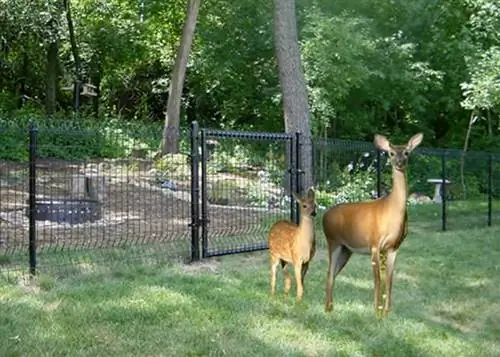 Эффективно ли садовое ограждение для защиты от дикой природы?