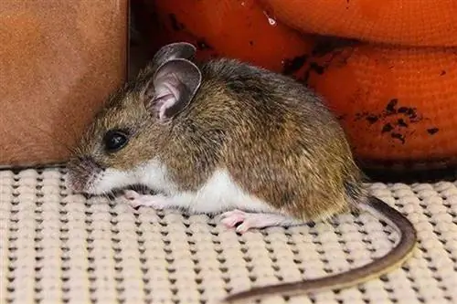 мыши в доме