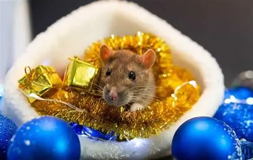 5 основных мер по борьбе с вредителями в праздничный сезон - мышь в рождественских украшениях