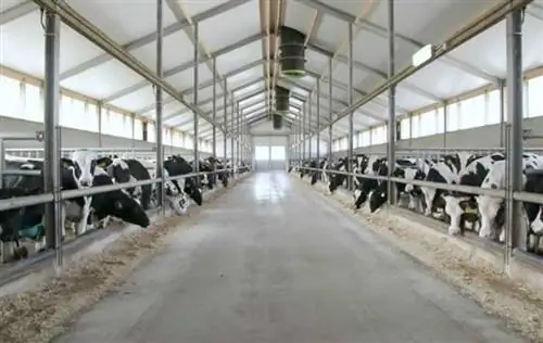 Будущее обшивки стен и потолка - ферма