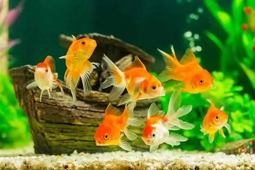 Пресноводные рыбы: 6 вещей, которые вам нужно знать