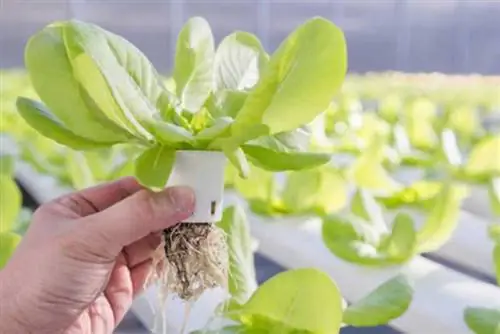 Преимущества использования гидропонных систем в вашем саду - растения