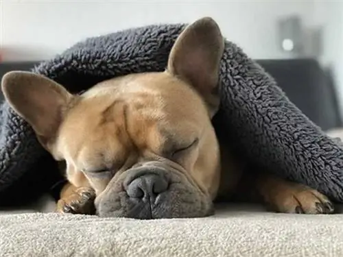 Идеальные решения для сна для вас и вашего питомца - pet Идеальные решения для сна для вас и вашего питомца - pet