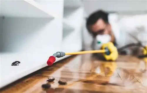 Как обнаружить и избавиться от вредителей в домах в Малайзии - опрыскивание