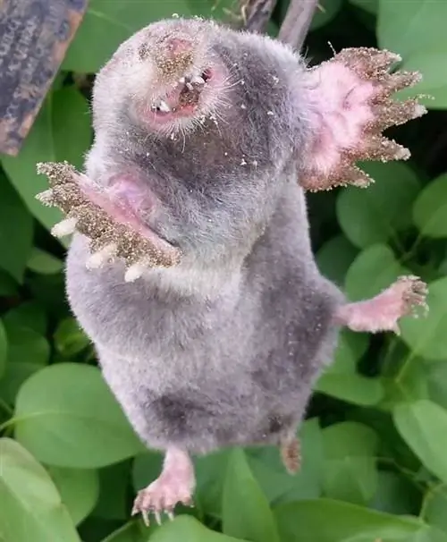 Как защитить свой сад от кротов