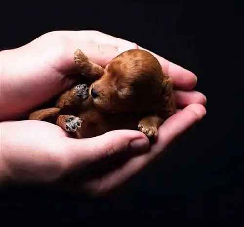4 факта о щенках из чайной чашки, которые должен знать каждый любитель собак - щенок в руках 4 факта о щенках из чайной чашки, которые должен знать каждый любитель собак - щенок в руках