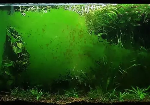 Аквариумные водоросли