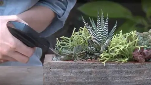 Когда лучше всего поливать суккулент - опрыскивание водой