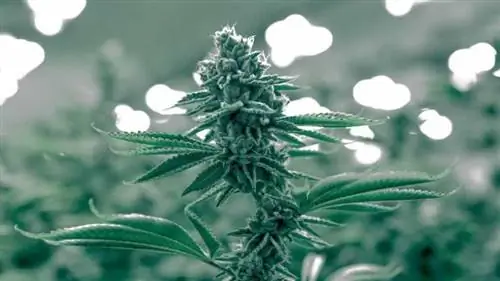 Меры предосторожности при поиске бесплатных вещей Stoner