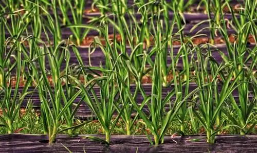 Как поливать сад - растения