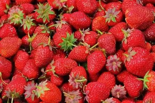 Популярное самое быстрорастущее комнатное растение для новичков - клубника.