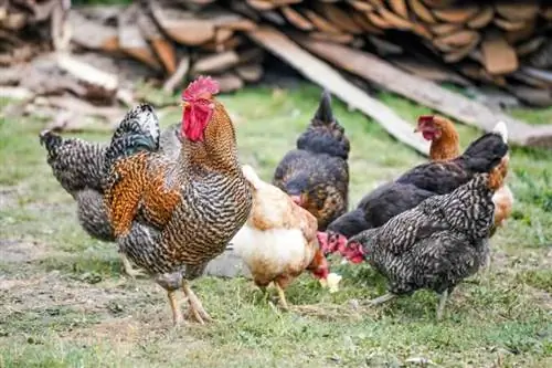 Как создать безопасную среду для кур на заднем дворе