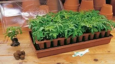 Свет, вода, тепло: советы по проращиванию семян, заказанных по почте