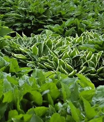 Почвопокровные - Hosta