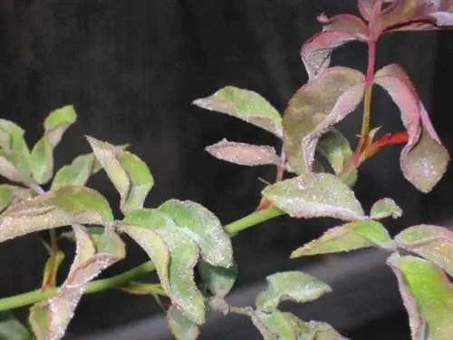 Решение 3 распространенных проблем, с которыми сталкиваются Roses