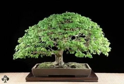 Уход за бонсай - бразильское дождевое дерево