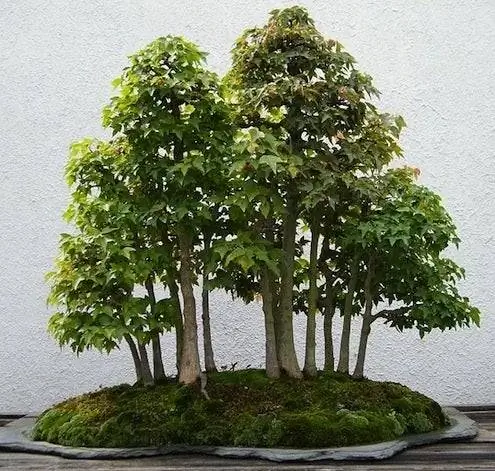 Уход за бонсай - трехзубый клен бонсай