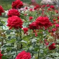 Как ухаживать за розами