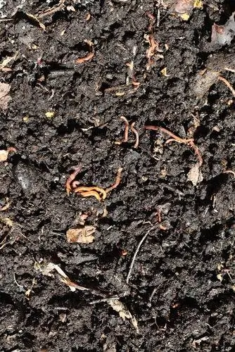 Вермикультура - Компост