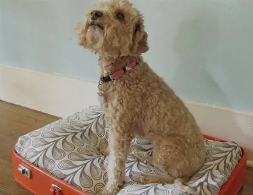 Кровать для собаки своими руками - чемодан