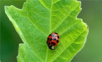 Bob Vila Radio: Садоводство Greener