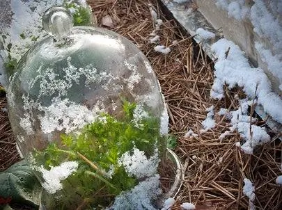 Зимнее садоводство