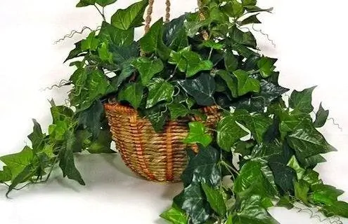 английский плющ