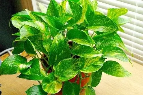 Растения для улучшения качества воздуха в помещении - Golden Pothos