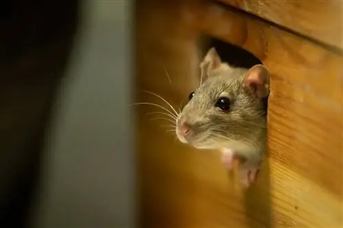 Будьте добры к мышам: как построить гуманную мышеловку