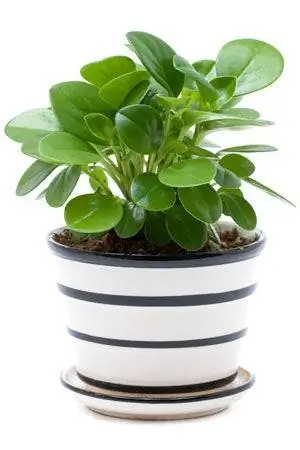 Как приготовить домашнюю растительную пищу