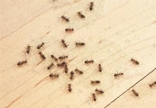 Как сделать ловушку для муравьев своими руками